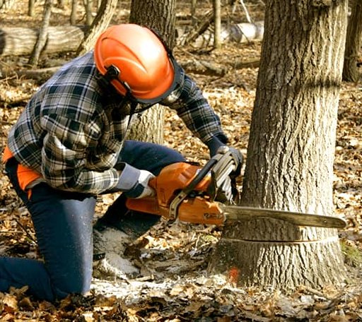 Tree Removal in Cherry Creek, NY